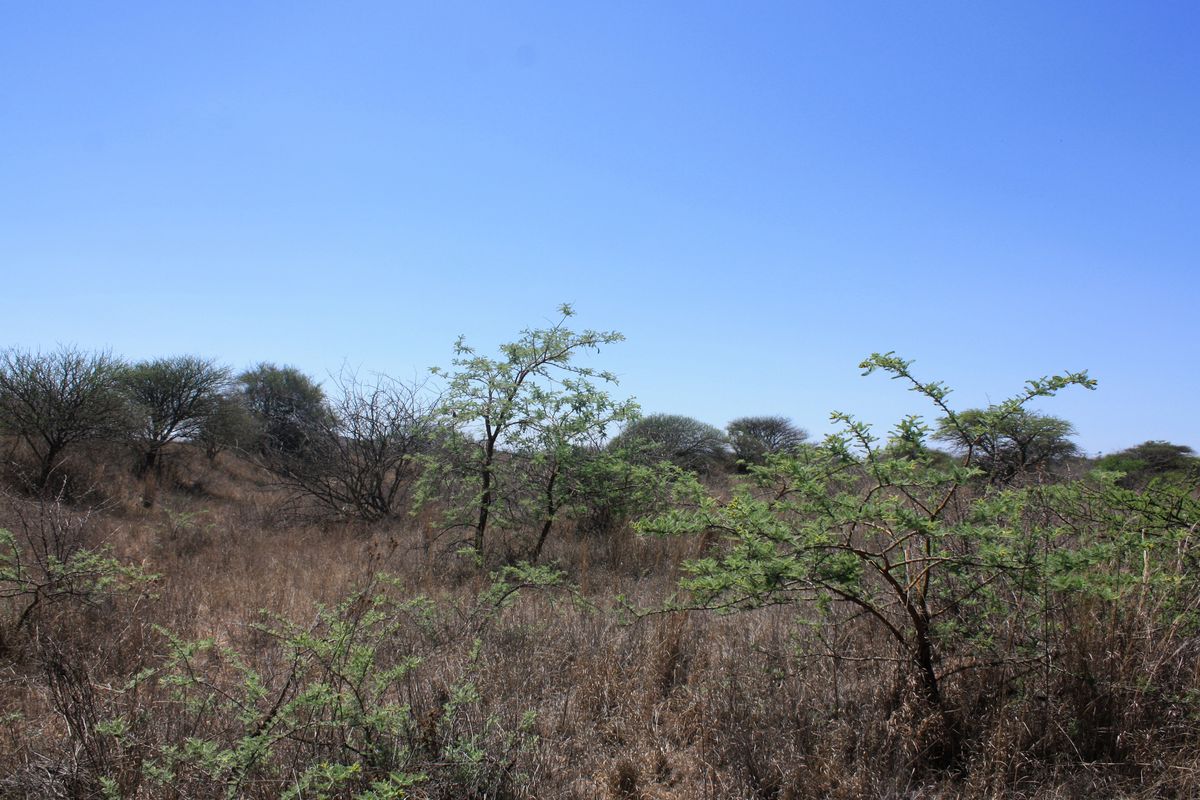 Prime Small Holding for Sale in Kalkfontein AH, Polokwane - Offering Countless Possibilities - Photo 4