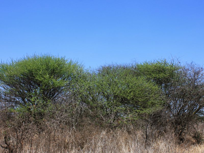 Prime Small Holding for Sale in Kalkfontein AH, Polokwane - Offering Countless Possibilities - Photo 9