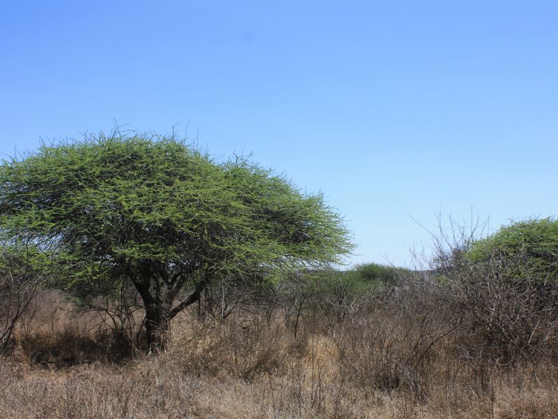 Prime Small Holding for Sale in Kalkfontein AH, Polokwane - Offering Countless Possibilities - Photo 7