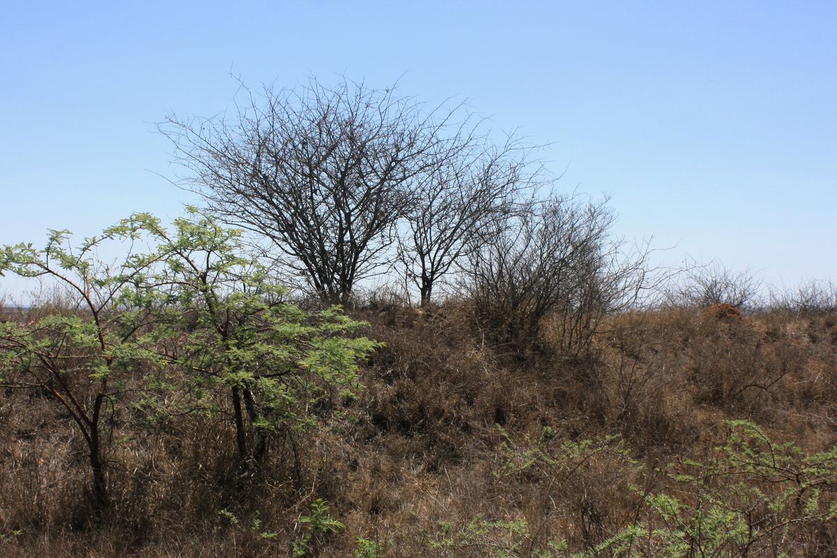 Exceptional 8.5 Hectare Small Holding in Kalkfontein Ah, Polokwane - Embrace this Tranquil Lifestyle - Photo 4