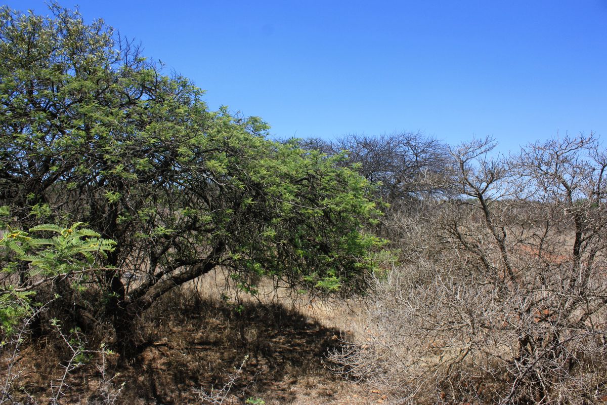 Exceptional 8.5 Hectare Small Holding in Kalkfontein Ah, Polokwane - Embrace this Tranquil Lifestyle - Photo 2