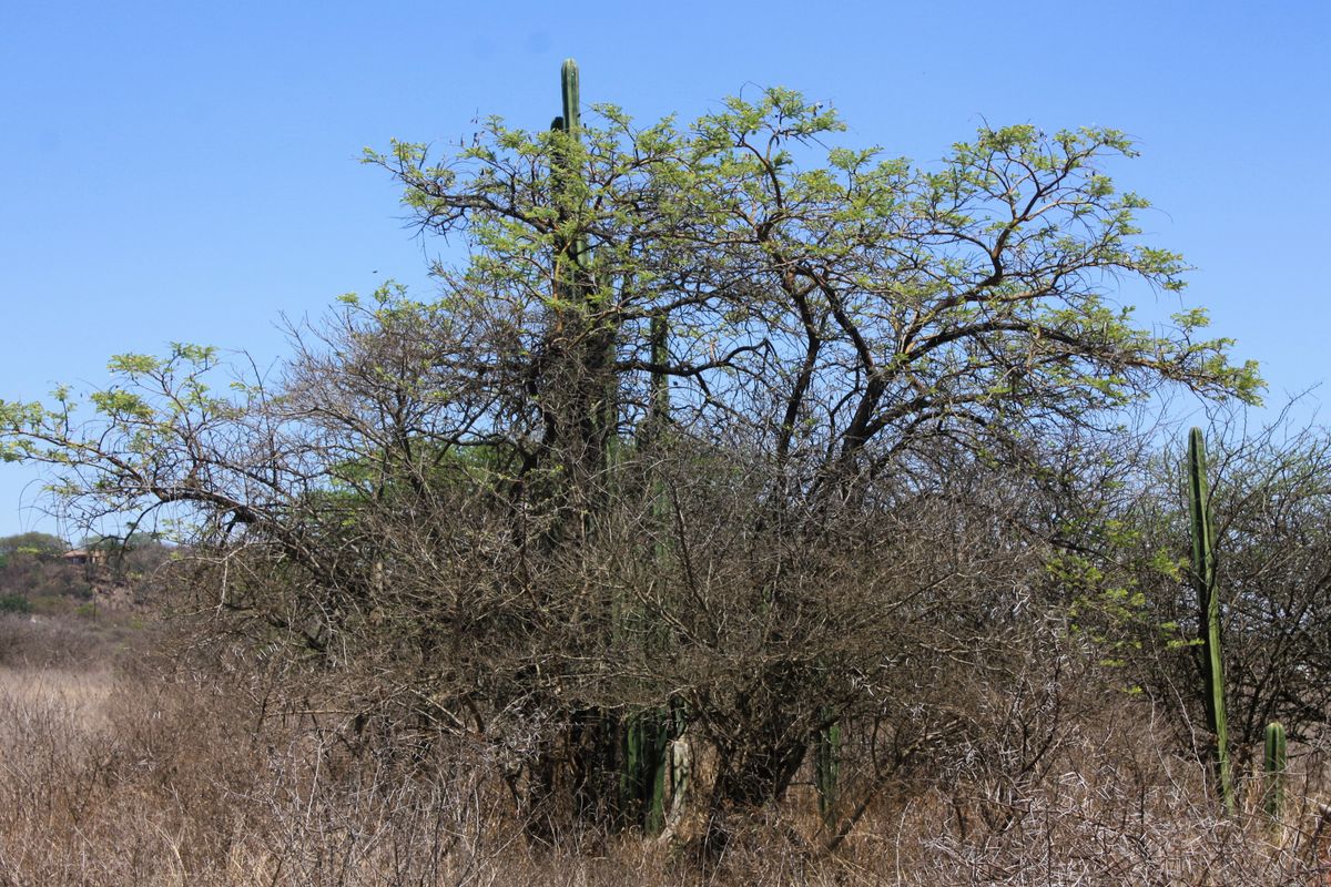 Exceptional 8.5 Hectare Small Holding in Kalkfontein Ah, Polokwane - Embrace this Tranquil Lifestyle - Photo 5