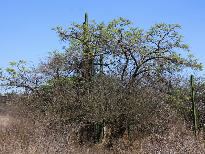 Exceptional 8.5 Hectare Small Holding in Kalkfontein Ah, Polokwane - Embrace this Tranquil Lifestyle - Photo 5