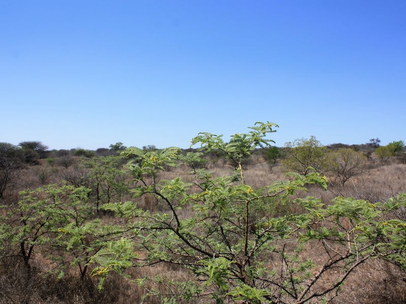 Exceptional 8.5 Hectare Small Holding in Kalkfontein Ah, Polokwane - Embrace this Tranquil Lifestyle - Photo 3