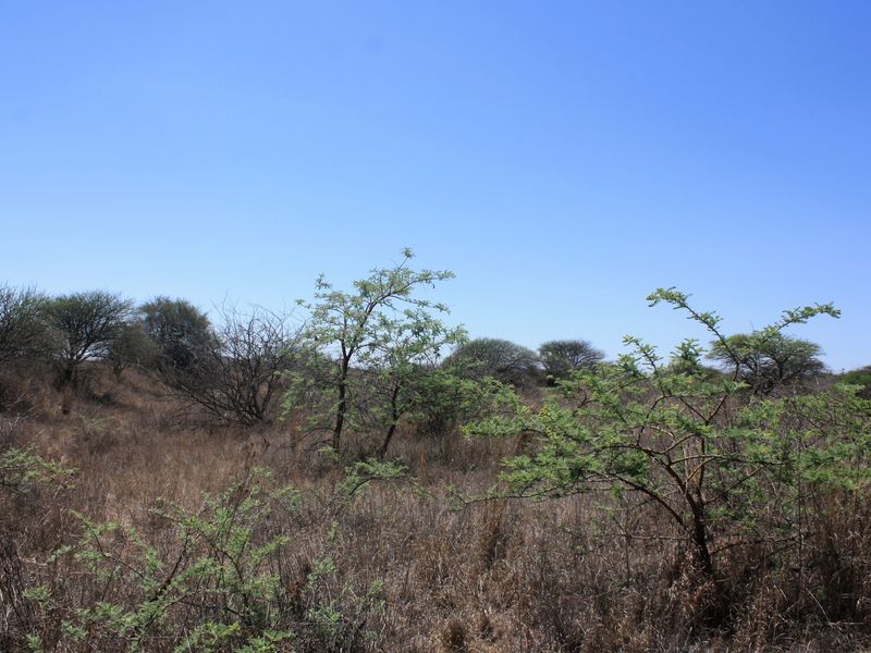 Exceptional 8.5 Hectare Small Holding in Kalkfontein Ah, Polokwane - Embrace this Tranquil Lifestyle - Photo 6