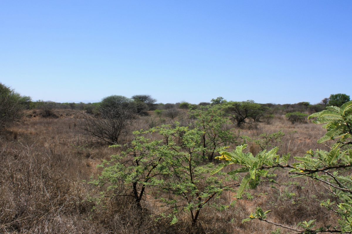 8.5 Hectare Small Holding for Sale in Kalkfontein AH, Polokwane - A Gem in the Heart of Limpopo - Photo 2