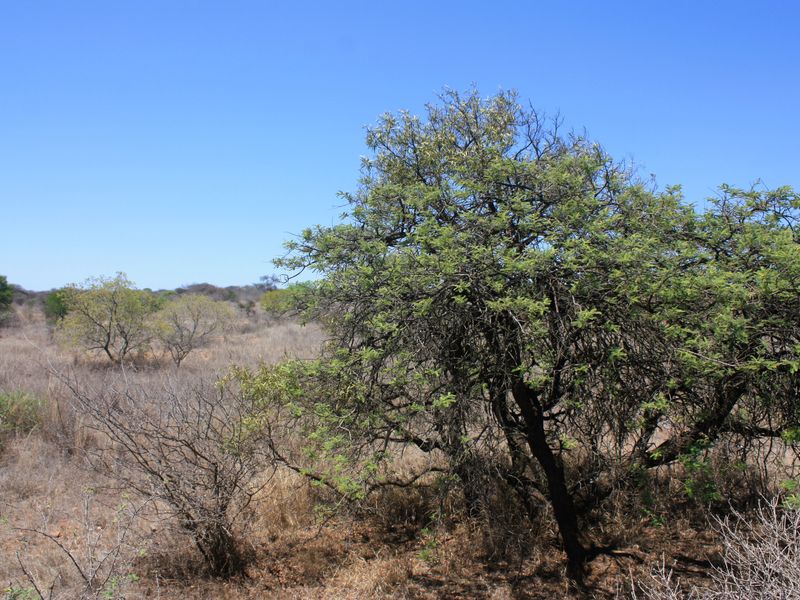 8.5 Hectare Small Holding for Sale in Kalkfontein AH, Polokwane - A Gem in the Heart of Limpopo - Photo 3