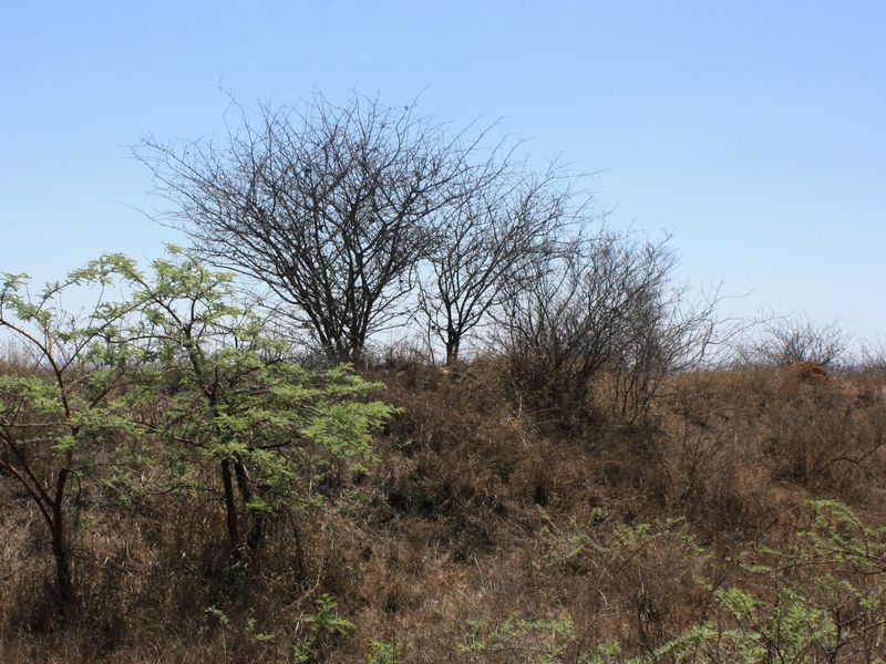 8.5 Hectare Small Holding for Sale in Kalkfontein AH, Polokwane - A Gem in the Heart of Limpopo - Photo 6