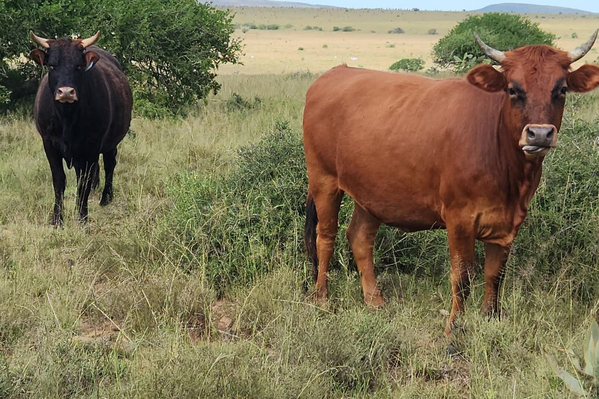 762.8845 Ha | Karoo Lifestyle & Livestock Farm | Cookhouse District | Fish River Water Rights - Photo 3