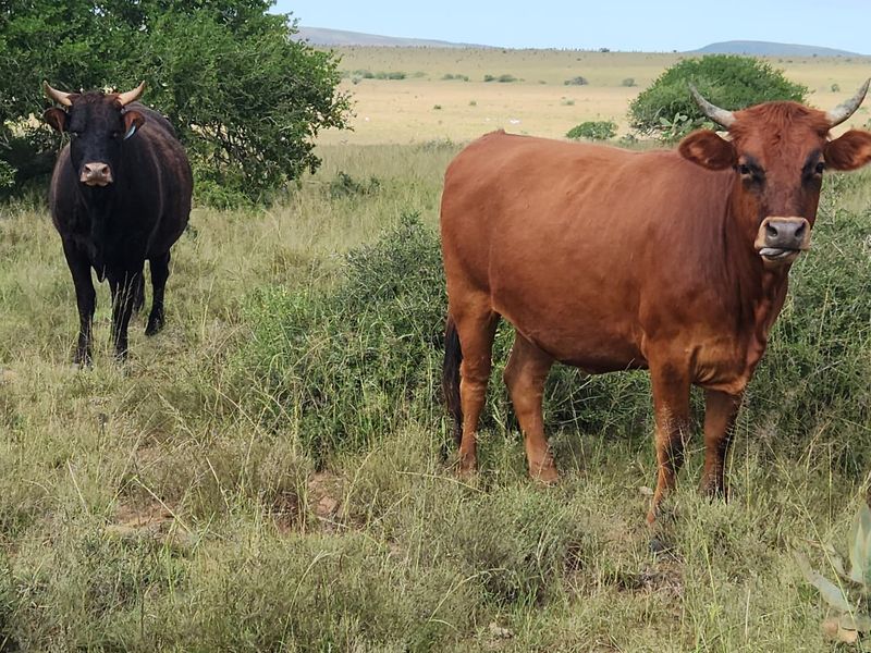 762.8845 Ha | Karoo Lifestyle & Livestock Farm | Cookhouse District | Fish River Water Rights - Photo 3