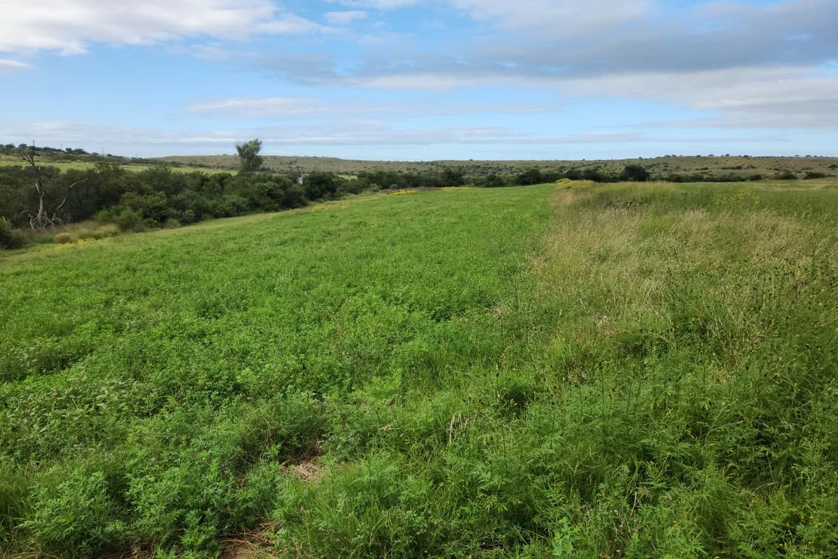 762.8845 Ha | Karoo Lifestyle & Livestock Farm | Cookhouse District | Fish River Water Rights - Photo 5