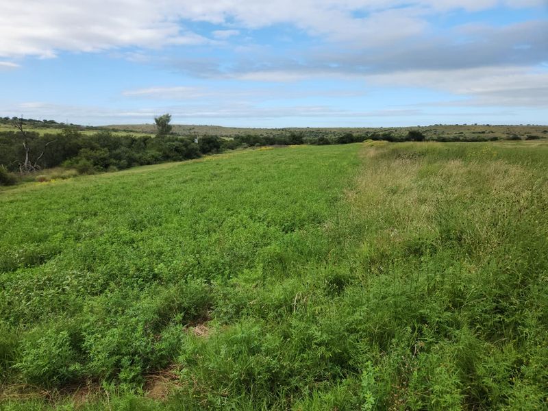 762.8845 Ha | Karoo Lifestyle & Livestock Farm | Cookhouse District | Fish River Water Rights - Photo 5