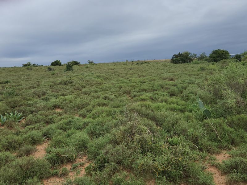 762.8845 Ha | Karoo Lifestyle & Livestock Farm | Cookhouse District | Fish River Water Rights - Photo 9