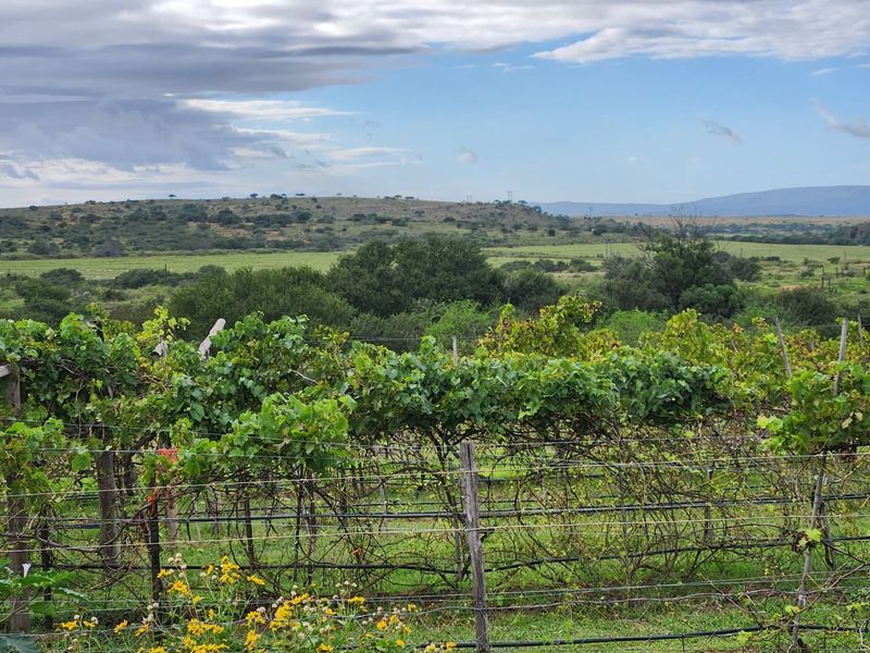 762.8845 Ha | Karoo Lifestyle & Livestock Farm | Cookhouse District | Fish River Water Rights - Photo 6