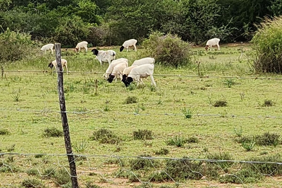 762.8845 Ha | Karoo Lifestyle & Livestock Farm | Cookhouse District | Fish River Water Rights - Photo 4