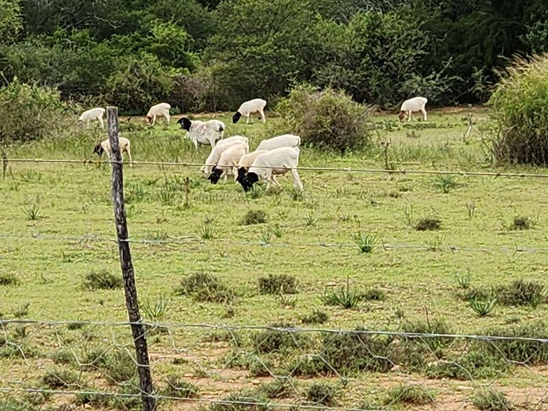 762.8845 Ha | Karoo Lifestyle & Livestock Farm | Cookhouse District | Fish River Water Rights - Photo 4