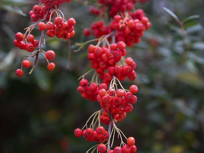 A close-up photograph of red berries on a branch, likely part of the property's garden landscaping.