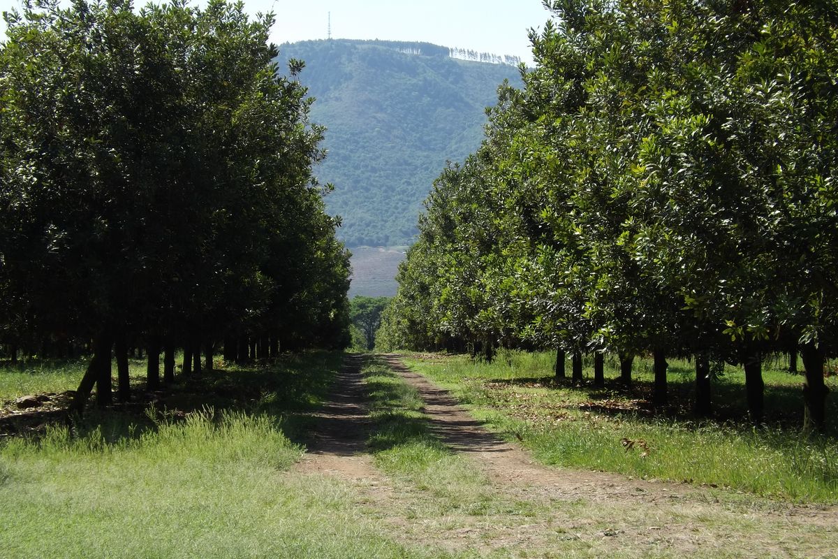 Well developed Macadamia Farm - Photo 3