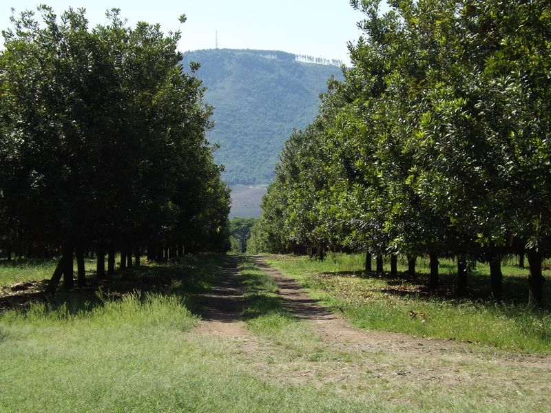 Well developed Macadamia Farm - Photo 3