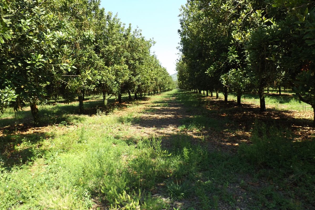 Well developed Macadamia Farm - Photo 4