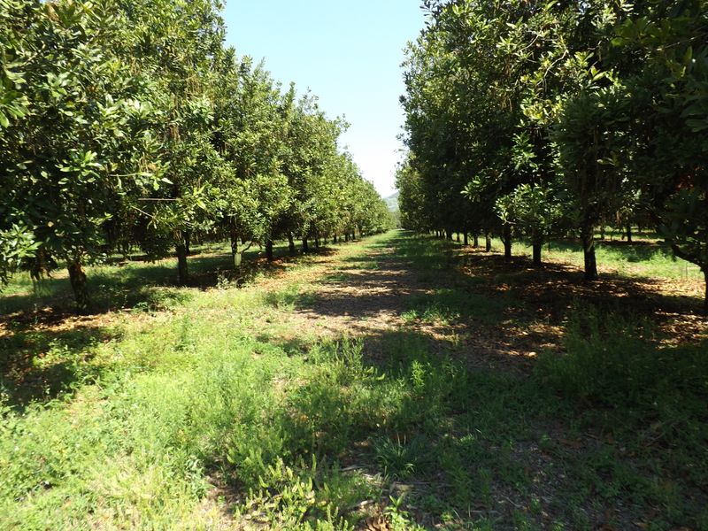 Well developed Macadamia Farm - Photo 4