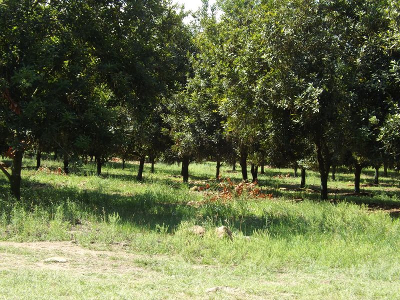 Well developed Macadamia Farm - Photo 7