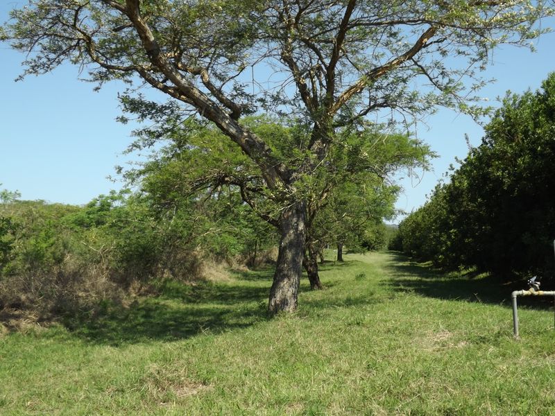 Well developed Macadamia Farm - Photo 6
