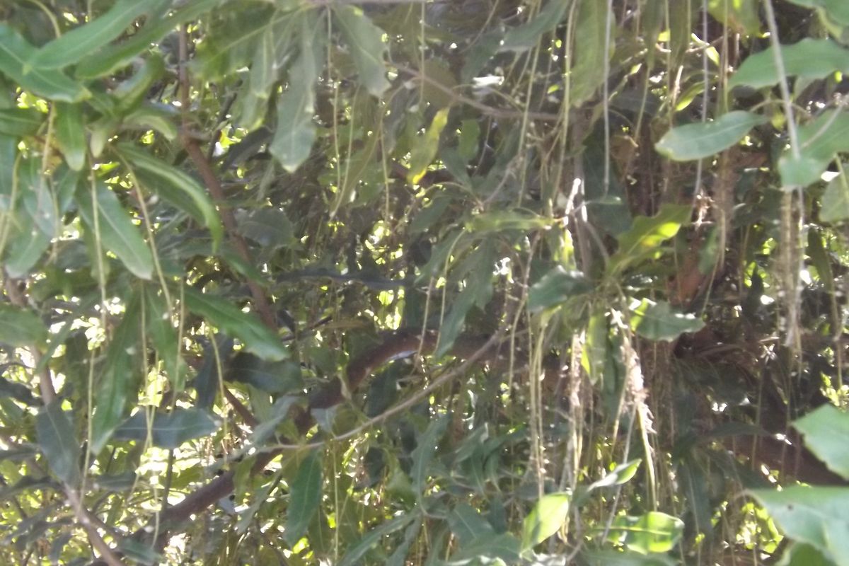 Well developed Macadamia Farm - Photo 5