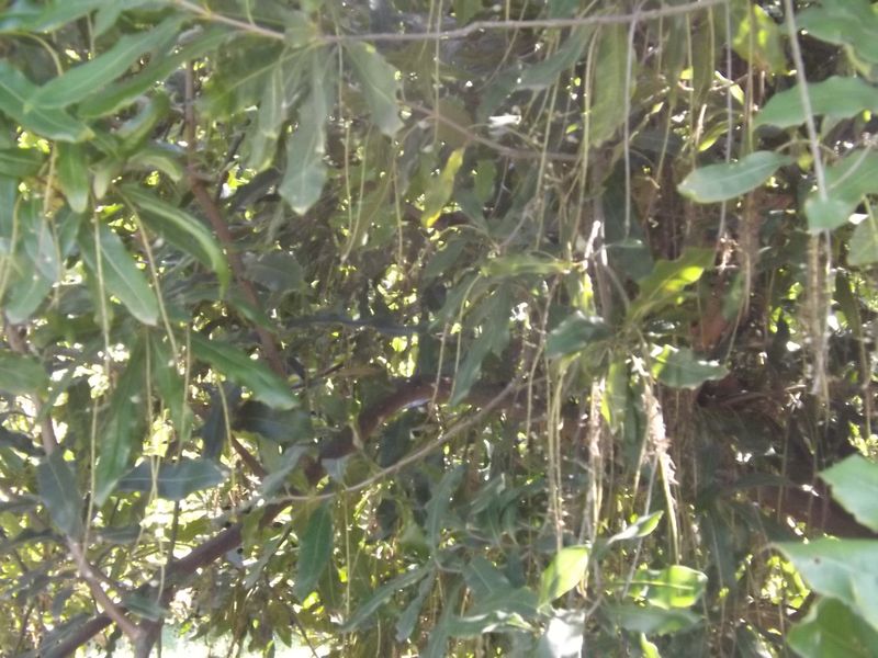 Well developed Macadamia Farm - Photo 5