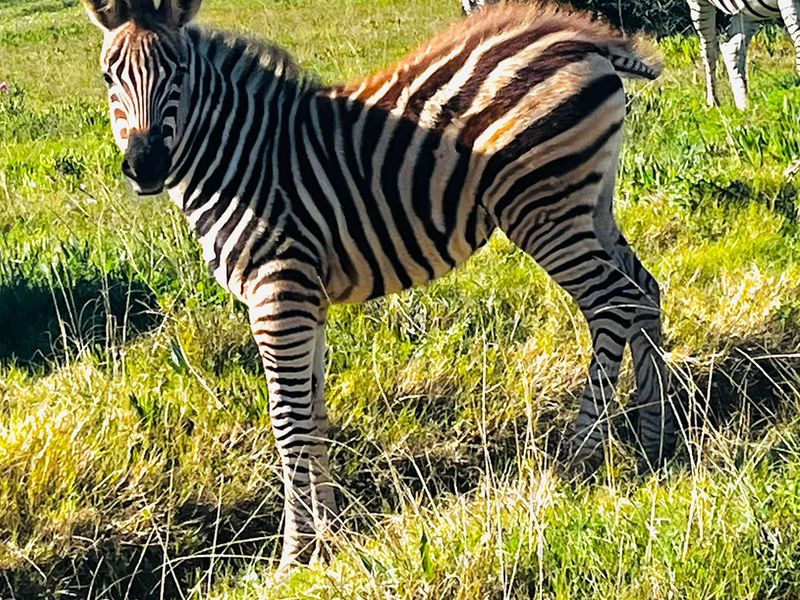 A photograph of zebras in a grassy field, which does not provide information regarding the residential land or property features.