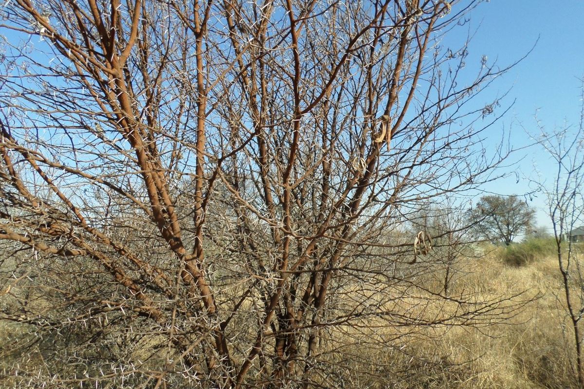 Vacant land /plot for sale in Parys Golf and Country Estate. - Photo 2