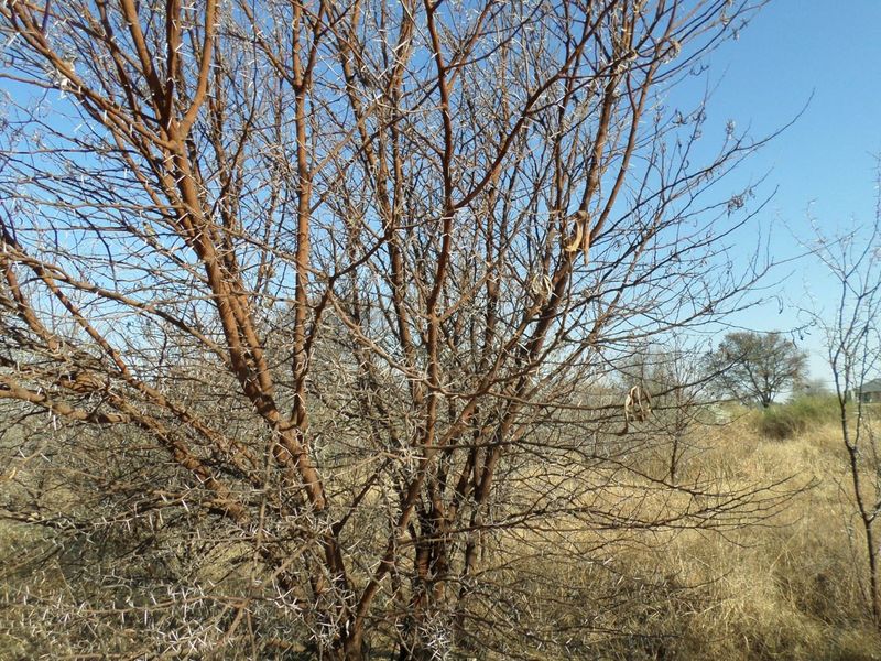 Vacant land /plot for sale in Parys Golf and Country Estate. - Photo 2