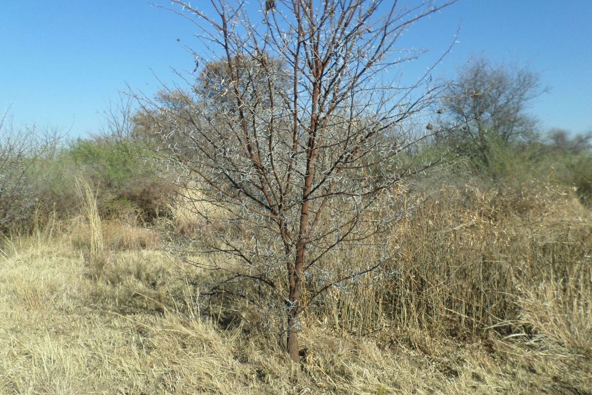 Vacant land /plot for sale in Parys Golf and Country Estate. - Photo 4