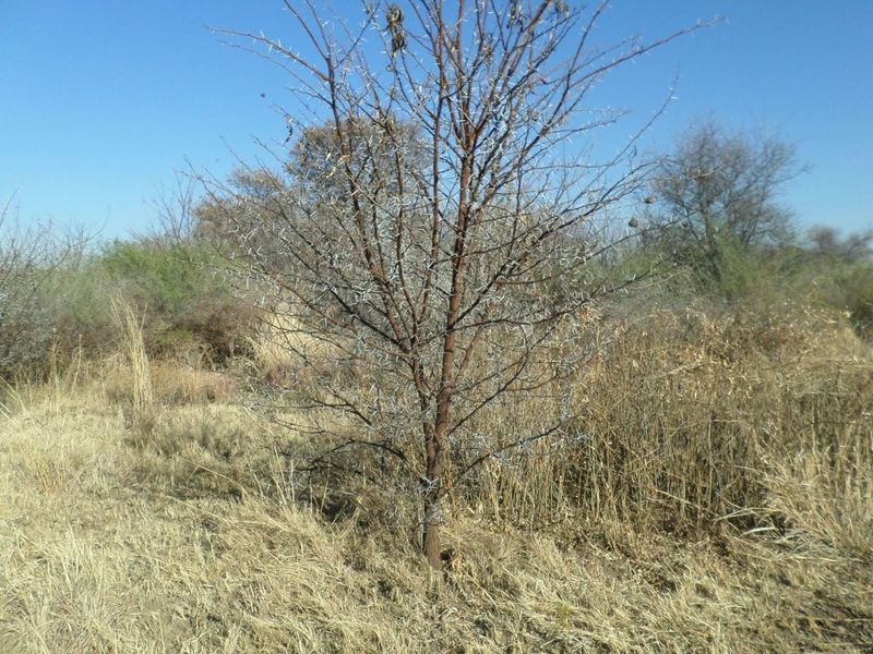 Vacant land /plot for sale in Parys Golf and Country Estate. - Photo 4