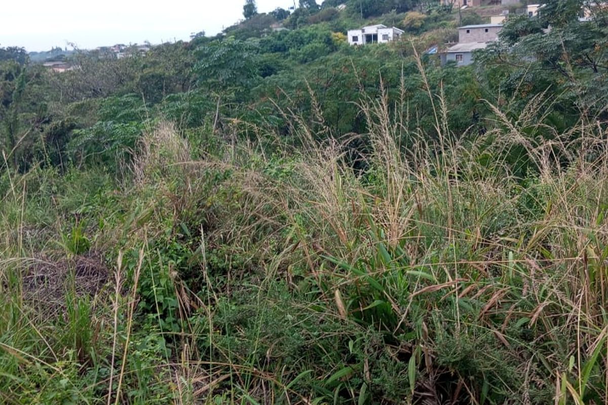 A view of a sloped, undeveloped residential plot covered in tall grass and natural vegetation.