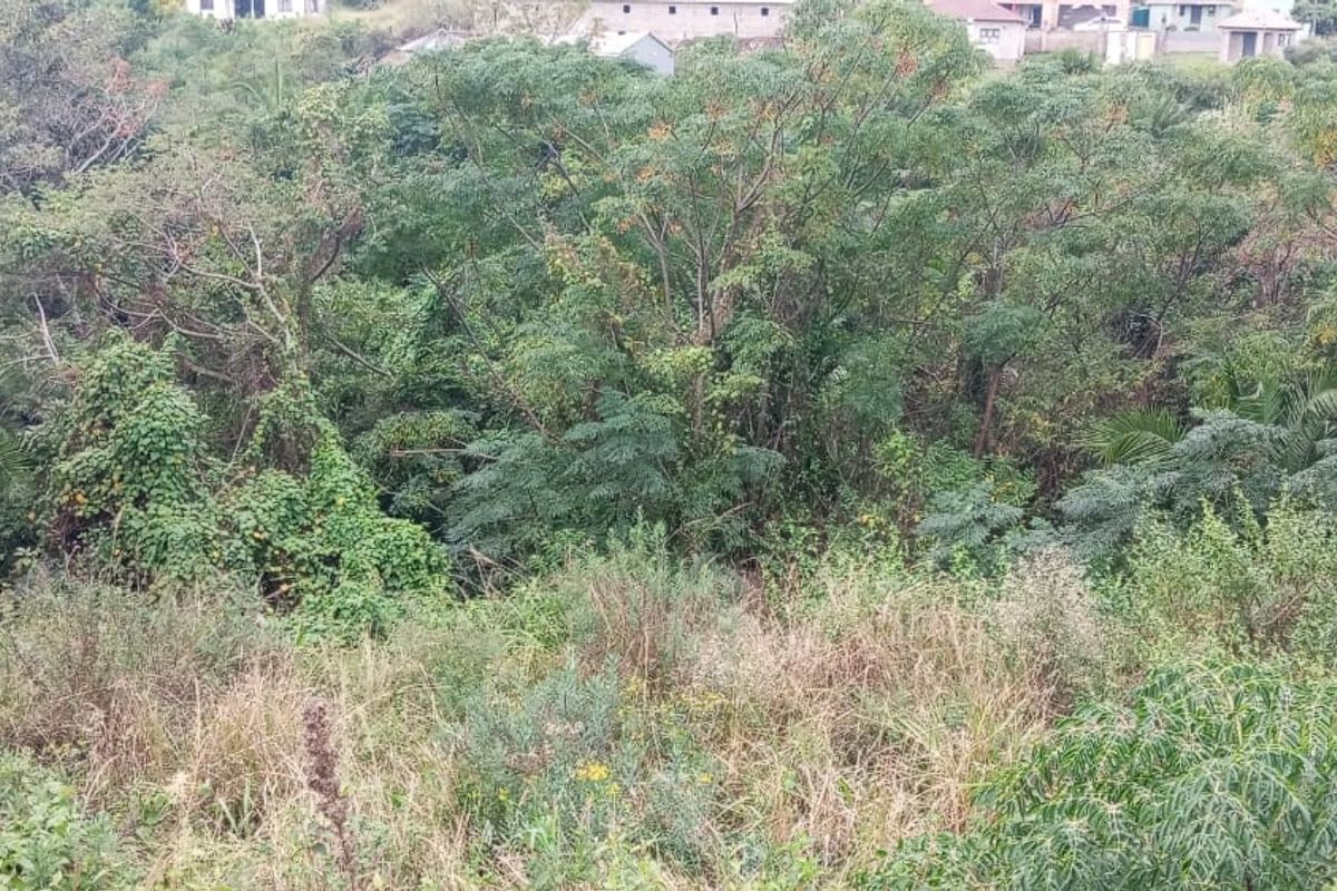 A view of the sloped, undeveloped residential land featuring dense natural vegetation and trees.