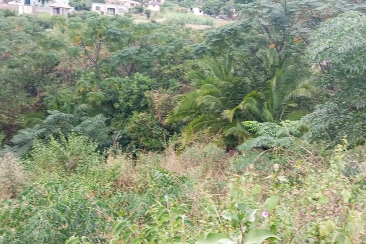 A view of the sloped, heavily vegetated terrain on the vacant residential land, with distant neighboring properties visible in the background.