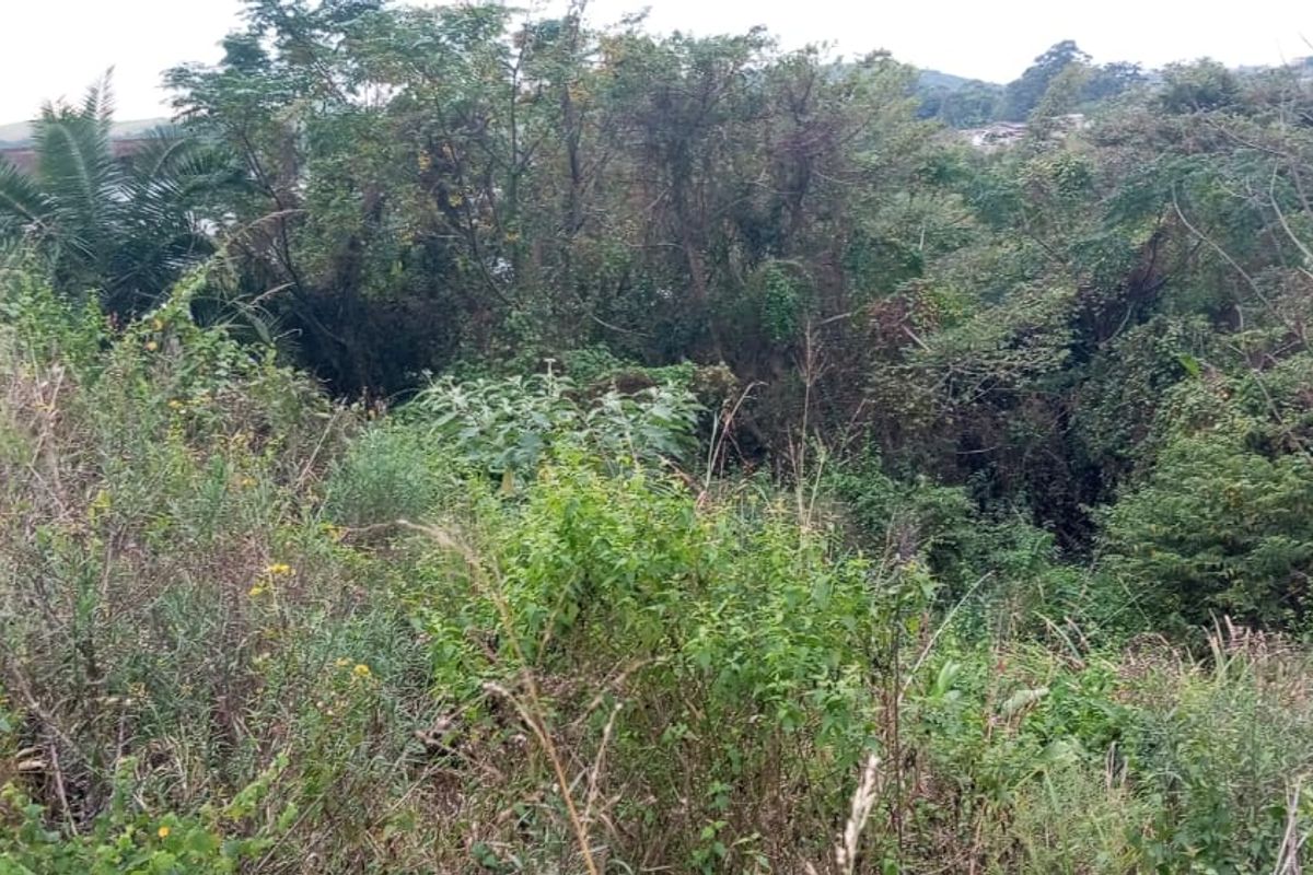 A view of the sloped, heavily vegetated terrain on this vacant residential plot.
