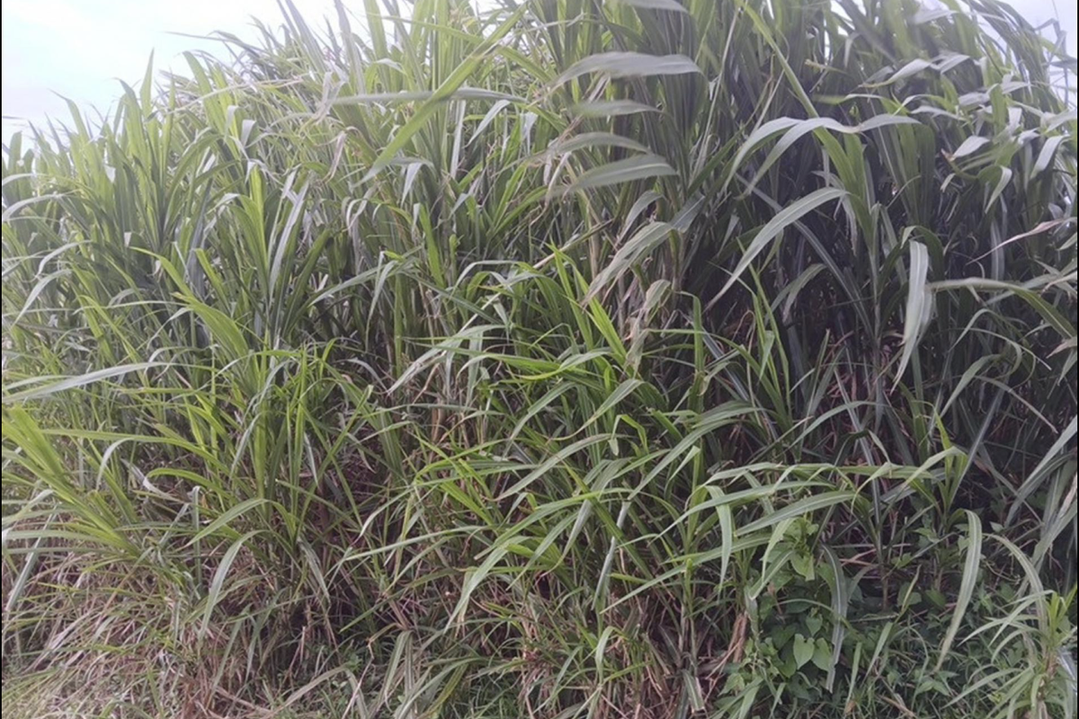 A view of the residential land plot featuring dense, overgrown vegetation covering the site.
