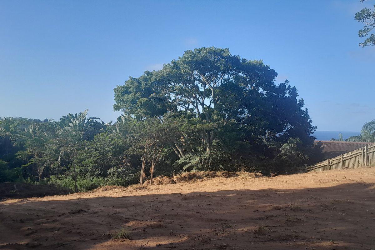 A view of a cleared residential plot featuring mature trees and a wooden boundary fence, offering a natural setting for potential development.