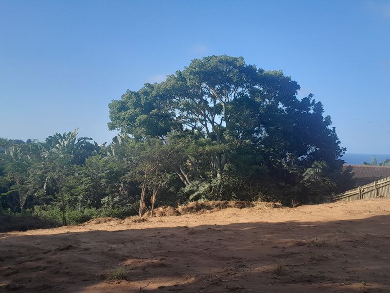 A view of a cleared residential plot featuring mature trees and a wooden boundary fence, offering a natural setting for potential development.