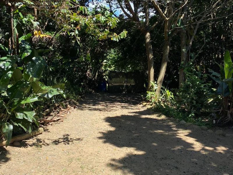 A shaded, natural garden pathway or driveway surrounded by mature trees and dense vegetation leading toward a gated entrance.