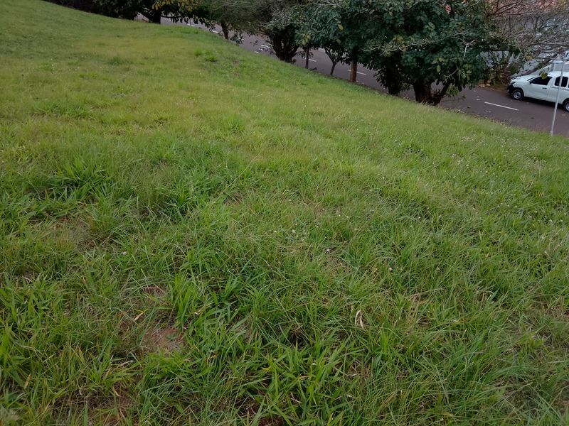 A view of the sloped, grass-covered residential land parcel adjacent to the street.