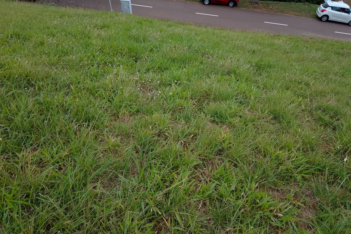 A view of the grass verge and adjacent asphalt road bordering the vacant residential land.