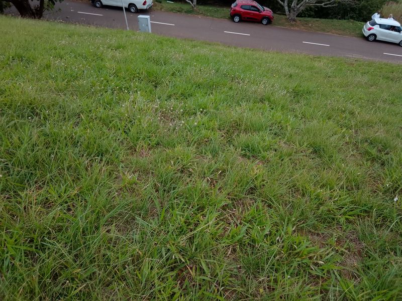 A view of the grass verge and adjacent asphalt road bordering the vacant residential land.