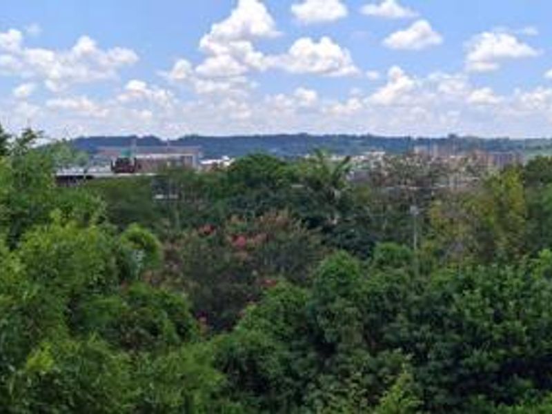 An elevated view overlooking lush green trees and distant urban landscape under a bright blue sky.