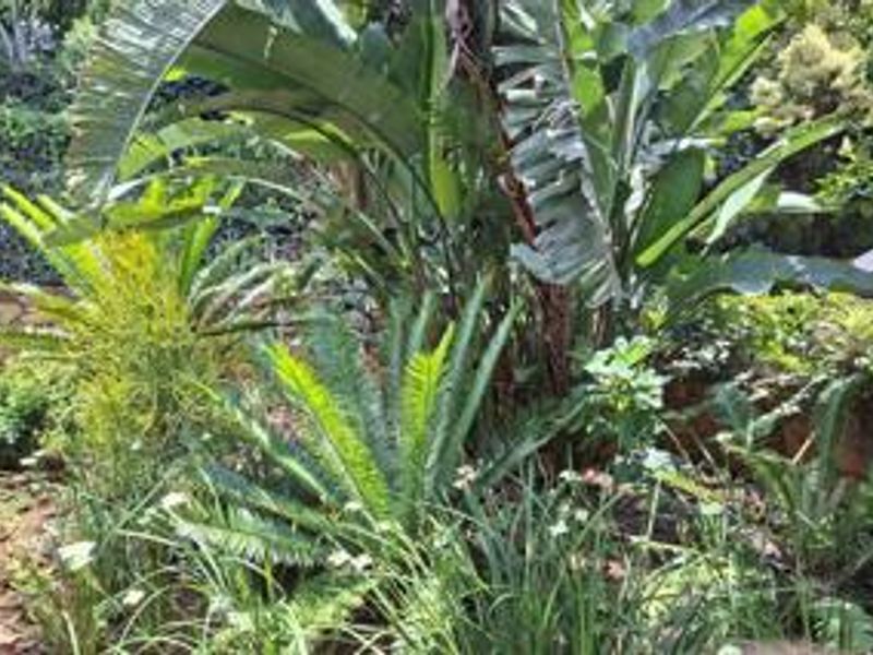 A lush, established garden area featuring a variety of tropical plants and a stone retaining wall.