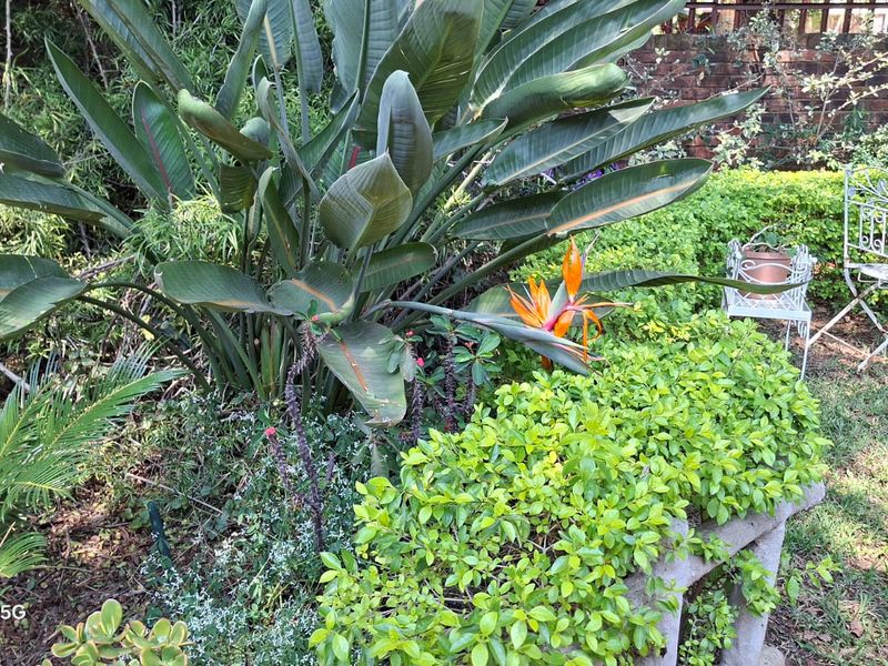 A lush garden area featuring established tropical plants, a stone bench, and a brick boundary wall.