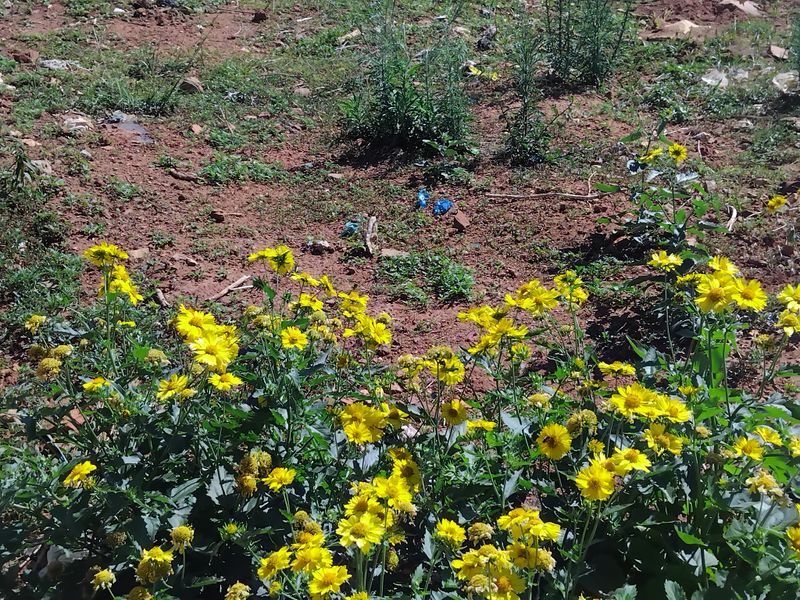 A patch of wild yellow flowers growing in an unlandscaped, undeveloped outdoor area.