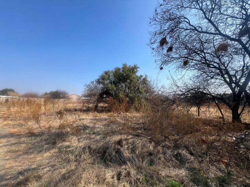 A view of a vacant residential plot featuring mature trees and dry, overgrown vegetation, enclosed by a boundary wall.